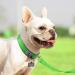 Joytale Softly Padded Neoprene Dog Collar for Small Dogs - Reflective Nylon Wide Collar in Green - 1 Pack - Buy Online on SooperMarket.com