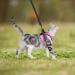 WD&CD Cat Harness and Leash Set Escape Proof Cat Harness Adjustable Soft Cat Walking Jackets with Retractable Cat Leash For Pet Puppy Pink Medium Medium Pink - Buy Online on SooperMarket.com