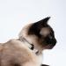 Lucybalu Premium Airtag Katzenhalsband | Tear-Resistant Nylon Cat Collar | Apple Airtag Compatible | Durable Tracker for Cats | Ideal Airtag Collar in Sand - Buy Online on SooperMarket.com