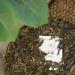 Pu-erh tea 2021 Lan Yun 357g Raw - Buy Online on SooperMarket.com