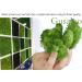Natural Green Reindeer Moss 3.5oz - Ideal for Potted Plants, Crafts, and Wedding Decor - Buy Online on SooperMarket.com