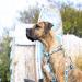 Max & Molly H-Harness - Aloha | Comfortable & Stylish Dog Harness for Every Adventure | Shop Now for International Shipping - Buy Online on SooperMarket.com