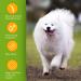 Nobleza Dog Shampoo for White Fur - Optimal Care for Maltese Havanese & Bichon - 250ml - Buy Online on SooperMarket.com