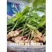 TeeLux Ginger Tea Bags 100 Count - Vegan, Caffeine-Free, Rich in Antioxidants - Spicy & Warm Herbal Tea Bags - Pack of 1 - Buy Online on SooperMarket.com