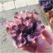 Natural Crystal Cluster Amethyst Specimen Purple Reiki Stone Raw Crystal Home Decor Decoration Gift 300-400g - Buy Online on SooperMarket.com