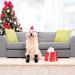 2 Pairs Anti Slip Dog Socks Paws Stop Licking Dog Grip Socks Pet Paw Protector Dog Boots Dog Claw Socks Dog Shoes Dog Slippers with Adjustable Strap for Puppy Dog Indoor Outdoor Hardwood Floor Walking M - Buy Online on SooperMarket.com
