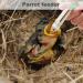 Baby Bird Feeding Kit 6PCS 20ML Baby Birds Feeding Syringe with Hose and Spoons Hand Feeding Device with Scale and Positioning Screw for Sick Bird - Buy Online on SooperMarket.com
