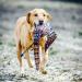 Dog & Field The Original Clone Realistic Game Bird Dog Training Dummies - Pheasant Partridge & Snipe Gundog Training Dummy (Cock Pheasant Dead Bird Dummy) - Buy Online on SooperMarket.com