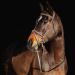 Horze Constance Padded Fancy Stitch Bridle w/Reins - Tan Horse - Buy Online on SooperMarket.com
