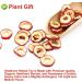 PlantGift Hawthorn Berry 80G/2.82oz China Medicinal Herb (Shanzha/Dried Hawthorne) Dried Bulk Health Tea Hawthorn Berries - Buy Online on SooperMarket.com