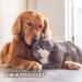 AniForte Premium Salmon Oil 200 Tablets for Dogs & Cats - Natural Norwegian Fish Oil Supplement with Omega 3, 6, EPA, DHA & ALA for Coat, Skin, Joints & Brain Health - Buy Online on SooperMarket.com