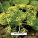 Organic Whole Fennel Seed 1/2 lb - Digestive Comfort Spice Supplement - USDA Certified - Foeniculum vulgare - 8 oz - Buy Online on SooperMarket.com