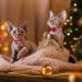 Azuza 2 Pack Cat Collar Breakaway with Bell and Removable Bowtie - Adjustable from 8-12 inches - Christmas Gift Set - Buy Online on SooperMarket.com