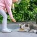 Cat Bowl Silicone Cat Feeding Bowl Cat Water Bowl Eco Friendly Cat Food Bowl Cat Milk Dish Pet Feeding Bowl Flat Bowls for Kittens and Small Animals Wide Cat Food Water Dish (Grey) - Buy Online on SooperMarket.com