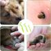 Nepfaivy Tick Remover Tool for Dogs - 3 Pcs Painlessly Tick Remover for Humans and Cats Pets Green - Buy Online on SooperMarket.com