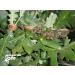 Organic Raw Black Forest Bee Honey - 450g Oak Forest Honeydew from Aphids - Buy Online on SooperMarket.com