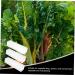 SUPVOX 3pcs Cucumber Cucumbers Fruit Vegetable Forming Shaping Picking Garden Square - Buy Online on SooperMarket.com