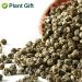 Plantgift Jasmine Dragon Pearls Tea 130g - Premium Green Tea & Oolong Blend - Best Jasmine Tea for a Soothing Experience | International Shipping - Buy Online on SooperMarket.com