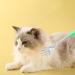 Neamou Cat & Dog Back Scratch Massage Tool - Stainless Steel Pet Grooming & Cleaning for Cats Dogs Rabbits & More - Buy Online on SooperMarket.com