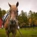 Tahoe Tack Double Layer Nylon Headstall with Reins - Pink Full Size - Buy Online on SooperMarket.com