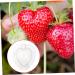 Kisangel 5pcs Fruit Shaping Vegetables Cucumber Fruit Shaper Cherry Tomatoes Stereotypes - Buy Online on SooperMarket.com