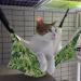 RayCC Adjustable Cat Hammock - Green Leaves Cat Bed for Small Dogs - Buy Online on SooperMarket.com