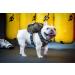 Buy Oneigris Eureka Backpack for Small Dogs - Green Feces Bag Dispenser Ideal for Hiking - L 14 x W 6 x H 18 cm - Buy Online on SooperMarket.com