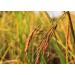 3 lbs Red Long-Grain Rice: Nutty Flavor, Non-Sticky, Vegan. Protein & Antioxidant-Rich for Pilafs, Salads & Stir-Fries - Buy Online on SooperMarket.com