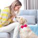 JpGdn 10pcs Small Dogs Collar Attachment Bows Ties for Puppies Cats Birthday Party Adjustable Bowties Sliding Bows Neckties Grooming Accessories Costumes Wedding 10pcs dog collar - Buy Online on SooperMarket.com