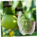 BCOATH Forming Vegetable Tool Clear Gardener Ginseng for Decorative Watermelon Transparent - Buy Online on SooperMarket.com