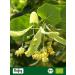 Biojoy Organic Linden Blossoms Dried (250g) - Whole Flowers for Herbal Tea (Tiliae Flos) - International Shipping - Buy Online on SooperMarket.com