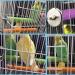 PINVNBY Parrot Bird Bath Box with Perches Stand - Ideal for Small Birds - 5 PCS Random Color - Buy Online on SooperMarket.com