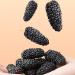 Dried 13 9 9 Dried Mulberries Canned Berries Fruit Wash Non Care Foods - Buy Online on SooperMarket.com