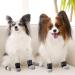 Frienda 8-Piece Anti-Slip Dog Socks for Small Puppies and Kittens - Adjustable Paw Protector with Traction Control in Black and Gray (Size S) - Buy Online on SooperMarket.com