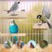 QUOZUO Bird Perches Stand Platform Natural Wood Parrot Toy Perch Stand Budgie Cage Accessories for parakeets Cockatiel Parrot - Buy Online on SooperMarket.com