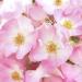 Weleda Renewing Face Lotion 1 Fluid Ounce - Plant Rich Moisturizer with Wild Rose, Jojoba, & Peach Kernel Oils - Buy Online on SooperMarket.com