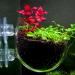 Delamiya 4-Piece Aquarium Plant Pots - Decorative Crystal Glass & Suction Cups for Lively Aquatic Displays - Buy Online on SooperMarket.com