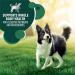 IAMS Advanced Health Dog Food Dry Healthy Digestion Adult Chicken & Whole Grain Recipe 2.72kg (6LB) Bag 2.72 kg (Pack of 1) Dog Food - Buy Online on SooperMarket.com