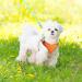 Escape-Proof Cat Harness and Leash Set - Reflective Vest for Small Cats | XXS Orange - Buy Online on SooperMarket.com