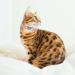 Shop Cobee Bling Heart Cat Neck Band - Adjustable Rhinestone Pet Collar with Bell for Small Cats & Dogs - Pink/Black - Buy Online on SooperMarket.com