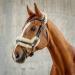 SUNRIDE Swedish bridle Oxford with reins - made of soft genuine leather with fur adjustable and anatomical (Cob brown) Cob brown