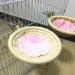 Ycnpeatt 1 Piece Cotton Bird House Bird Nest with Set screw for Budgies Parakeet Cockatiel Small Medium Parrot Cage Hatching Nesting Box - Buy Online on SooperMarket.com