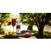 Martinelli's Sparkling Red Grape Juice 8.4 oz. - Pack of 12 Bottles | Non-Alcoholic Beverage - Buy Online on SooperMarket.com