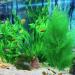 Ctpeng 3-Piece Plastic Aquarium Plants (24-32 cm) | XL Green Aquarium Decoration for Stunning Aquascapes - International Shipping Available - Buy Online on SooperMarket.com