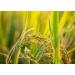 Organic White Jasmine Rice 4lbs | Non-GMO Long-Grain Variety | Raw, Vegan, Kosher | Fluffy Texture, High Protein | Ideal for Stir-Fries & Curries - Buy Online on SooperMarket.com