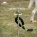 Campingmoon Dog Tie Out Stake 360 Swivel Heavy Duty Strongest Dog Anchor Spike for Tie-Out Cable Chain in Yard or Camping - Buy Online on SooperMarket.com