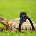 Shop Small Pet Dishes for Turtles & Lizards | Stylish Accessories & Vest | Virtcoy Medium - Buy Online on SooperMarket.com