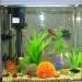 Buy PopetPop Combat Fish Aquarium Decoration - Artificial Stone Skirt Ornament - Size S Bimsstein Flying Rock for Natural Aquascaping - Buy Online on SooperMarket.com