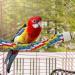 Bird Rope Spiral Perch - Ideal Climbing Rope for Parrots Budgies Cockatiels & Parakeets | 80cm with Metal Nut - Buy Online on SooperMarket.com