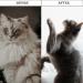 3 PCS Flea Comb for Cats Cat Flea Comb Fine Toothed Pet Comb Beauty Set Comb Set for Removing Floating Hair And Tear Stains Stain Remover Combs Fine Tooth Grooming Removal Tool - Buy Online on SooperMarket.com